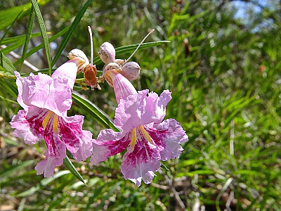 사막 버드나무 사진 - Chilopsis linearis (Cav.) Sweet Photos