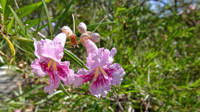 사막 버드나무 - Desert willow, Chilopsis linearis (Cav.) Sweet