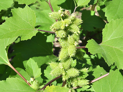 도꼬마리 사진 - Xanthium strumarium L. Photos