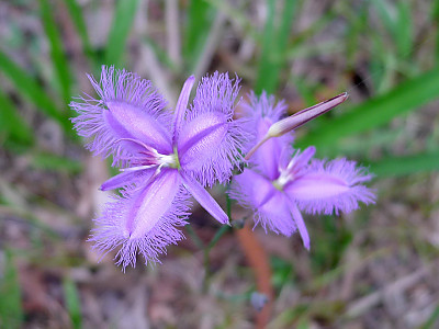 보라술나리 사진 - Thysanotus tuberosus Photos