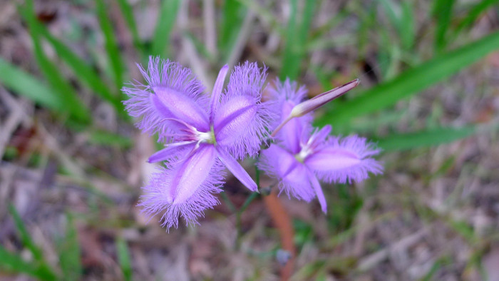 보라술나리 - Fringed Lily, Thysanotus tuberosus