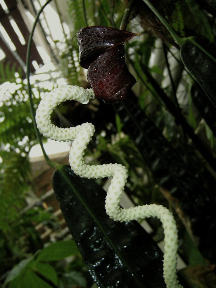 안수리움 웬들링게이 - Spiral Anthurium, Anthurium wendlingeri GM. Barroso