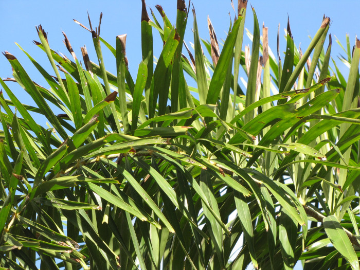 여우꼬리야자 - Foxtail Palm, Wodyetia bifurcata