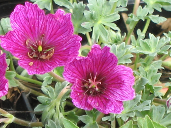풍로초 - Geranium cinereum