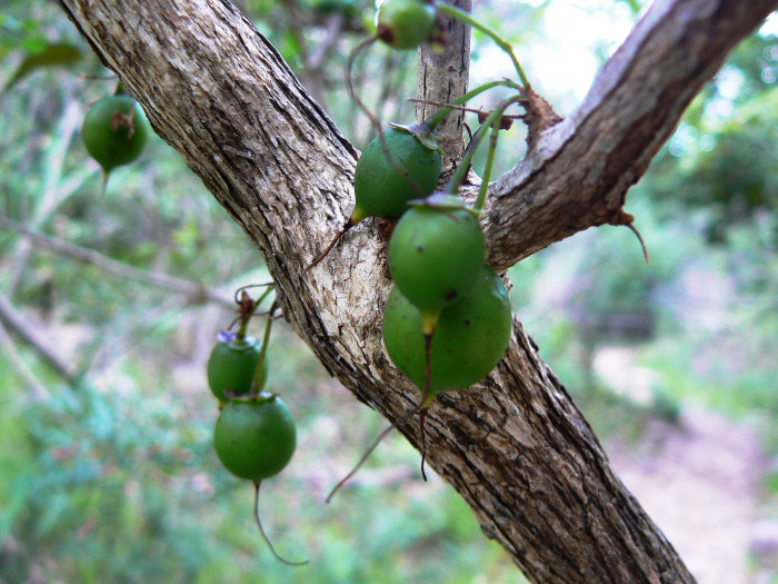 할레리아 루시다 - Tree fuchsia, UmBinza, Notsung, Halleria lucida L.