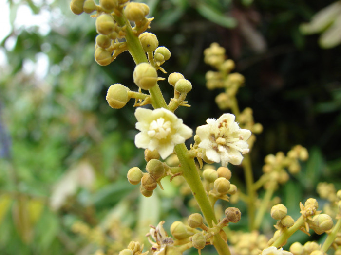 용안 - longan, Dimocarpus longan Lour.
