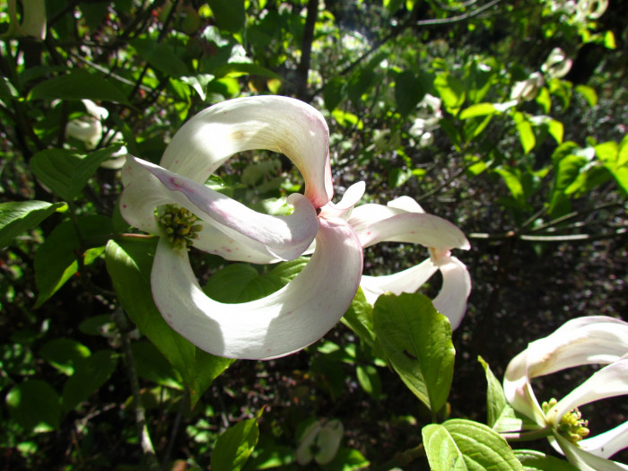 마법산딸나무 - Magic dogwood, Cornus florida urbiniana