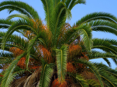 대추야자 사진 - Phoenix dactylifera Photos