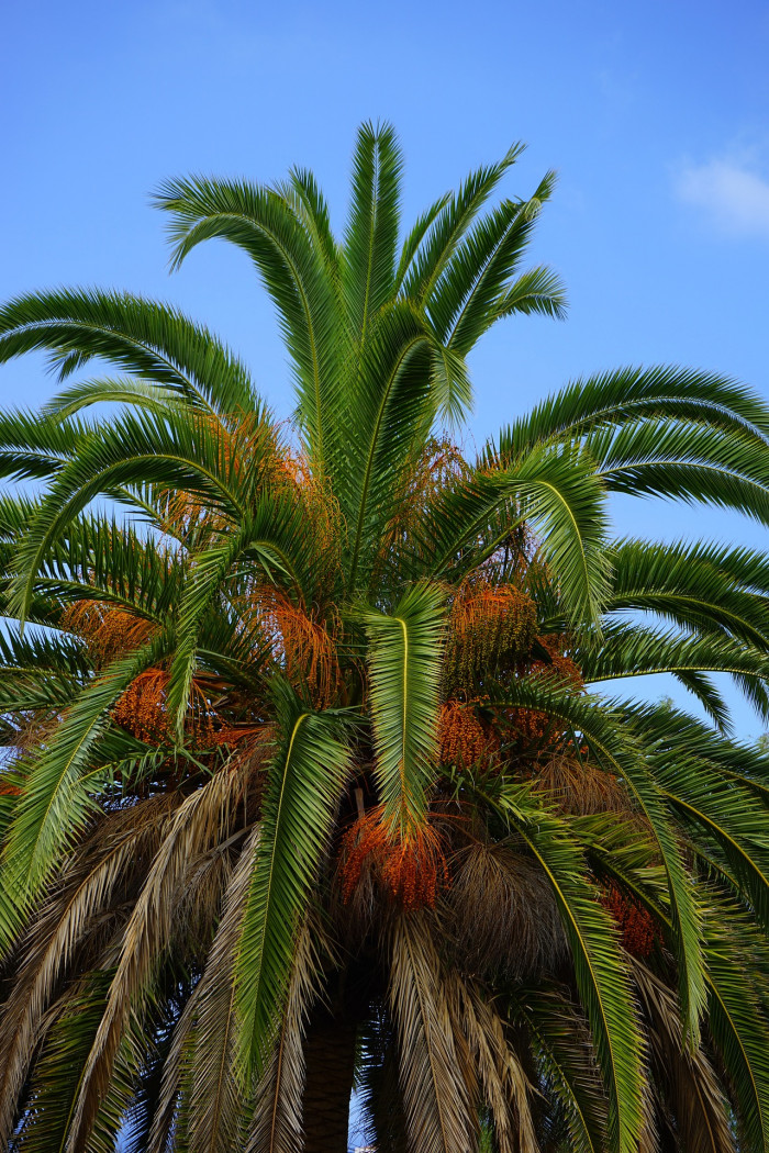 대추야자 - date palm, Phoenix dactylifera