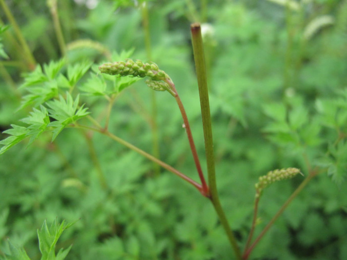 한라개승마 - Aruncus aethusifolius (H. Lév.) Nakai