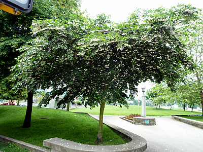때죽나무 사진 - Styrax japonica Photos