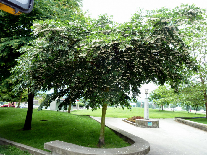 때죽나무 - Styrax japonica