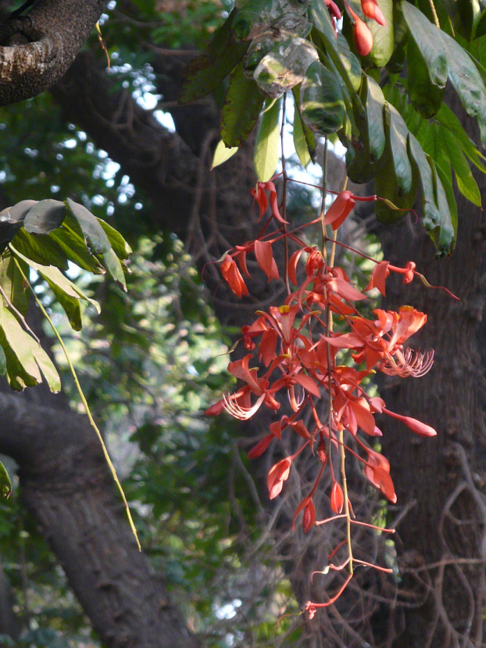 암헤르스티아 노빌리스 - Pride of Burma, Amherstia nobilis 