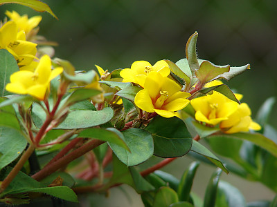 노란공이 사진 - Lysimachia procumbens Photos