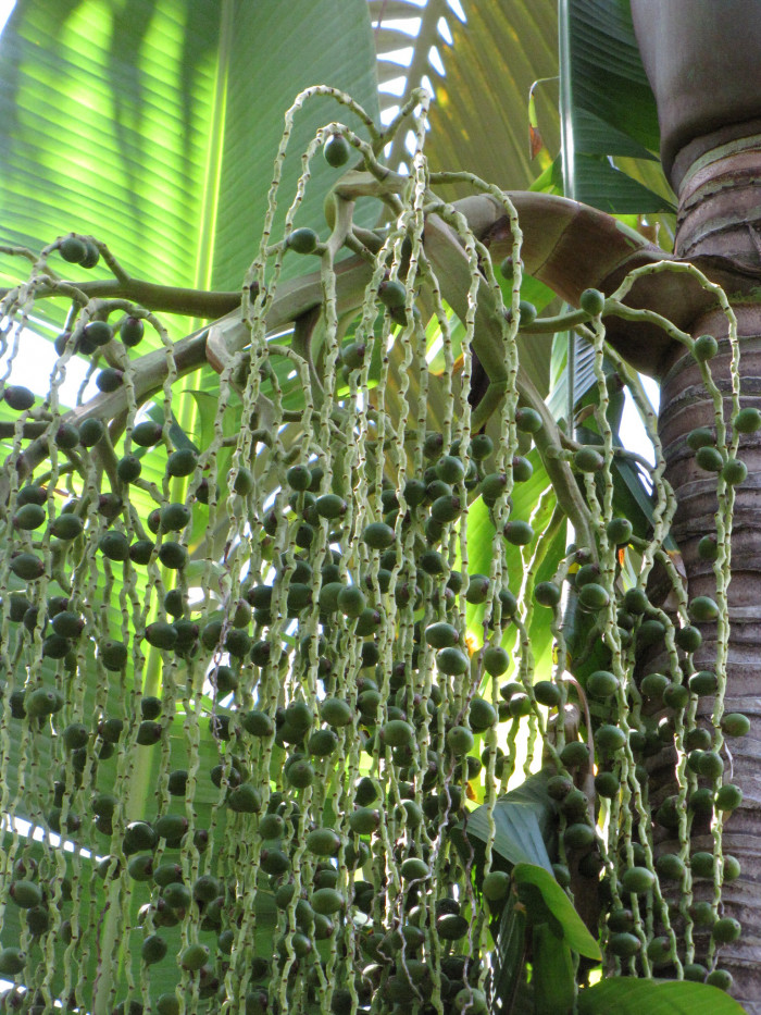퍼플 킹 야자 - Mount Lewis King Palm, Purple King Palm, Purple Piccabean Palm, Archontophoenix purpurea