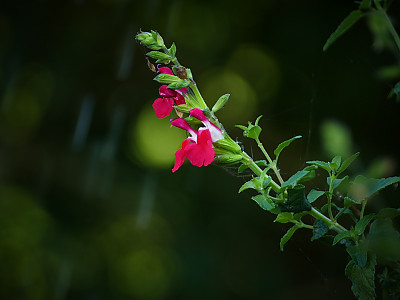 핫립세이지 사진 - Salvia Microphylla Photos
