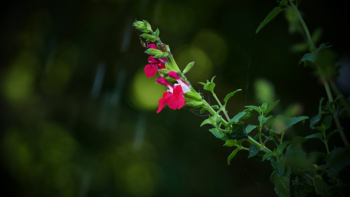 핫립세이지 - HotLipsSage, Salvia Microphylla