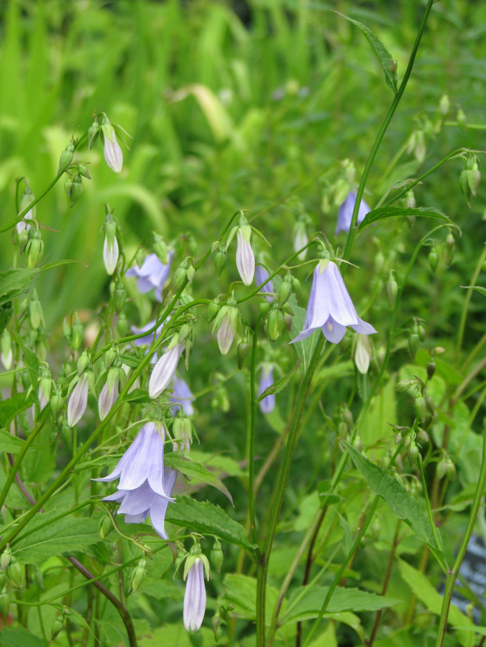 모시대 - Adenophora remotiflora (Siebold & Zucc.) Miq.