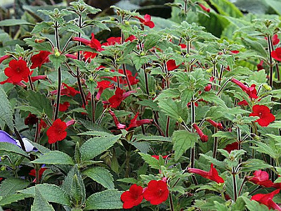 에키메네스 사진 - Achimenes longiflora Photos