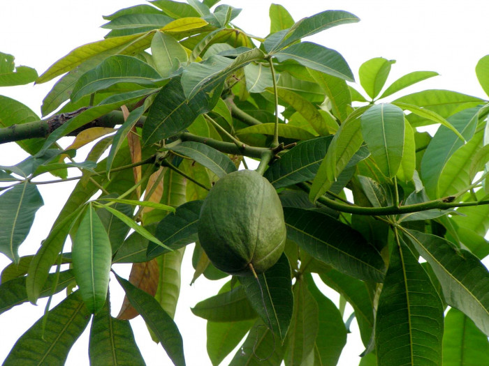 피카라 - Money Tree, Pachira aquatica