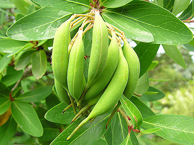 칠레불꽃나무 사진 - Embothrium coccineum Photos
