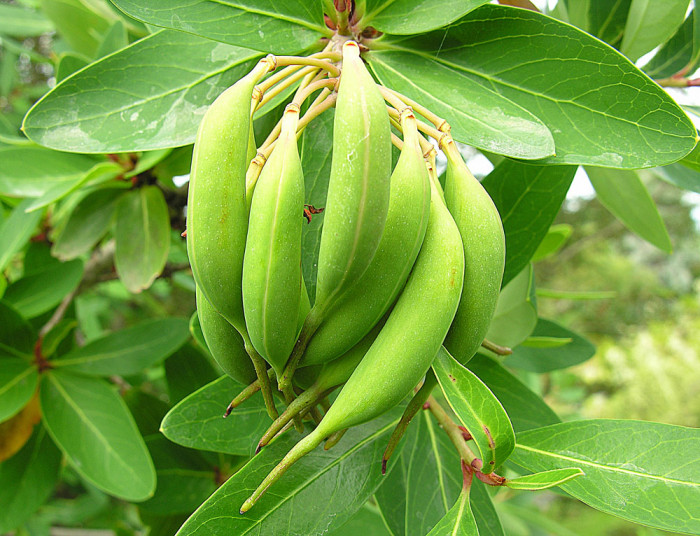 칠레불꽃나무 - Chilean firetree, Chilean firebush, notro, ciruelillo, Embothrium coccineum