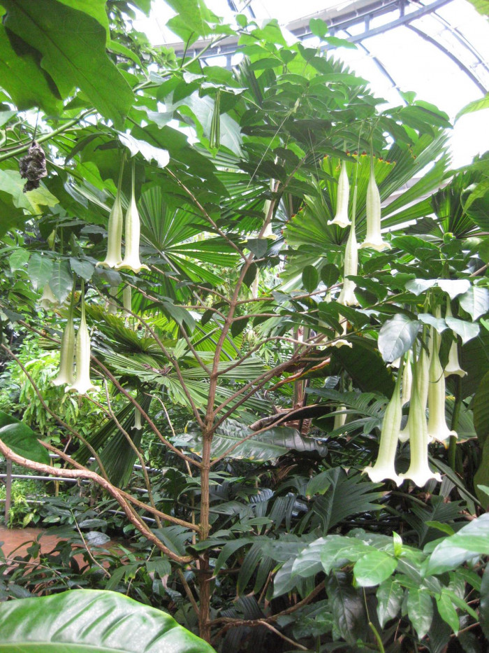 캄파니타 크리올라 - campanita, campanita criolla, Cubanola domingensis (syn. Portlandia domingensis)
