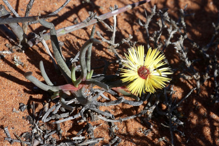 요술꽃 - Cephalophyllum subulatoides