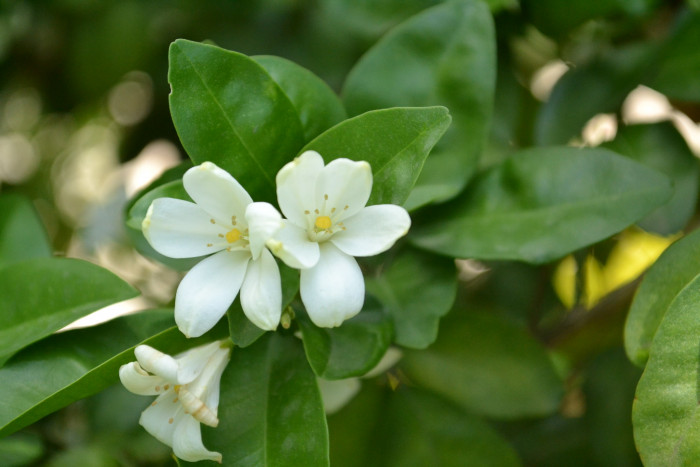 오렌지 자스민 - Orange jasmine, Murraya paniculata