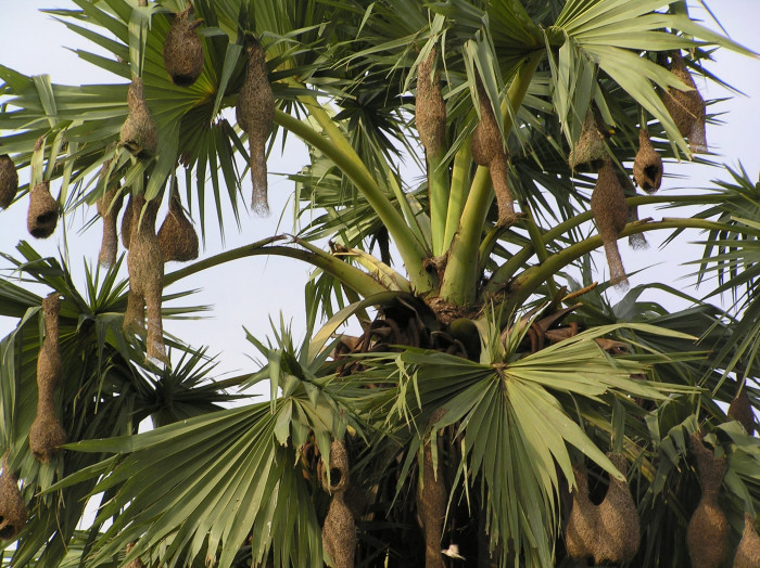 팔미라야자 - Wine palm, Palmyra fruit, Toddy Palm, Sugar Palm, Borassus flabellifer