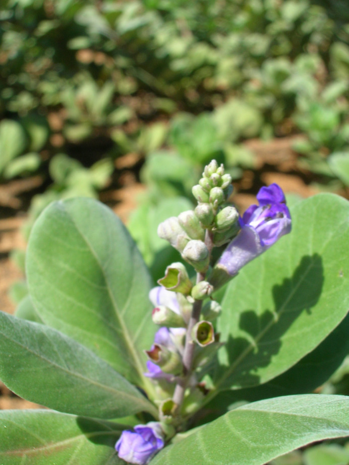 순비기나무 - Vitex rotundifolia L.f.