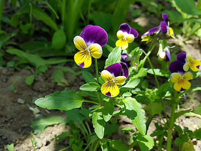 삼색제비꽃 사진 - Viola tricolor L. Photos