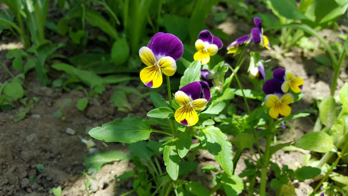 삼색제비꽃 - heartsease, Viola tricolor L.