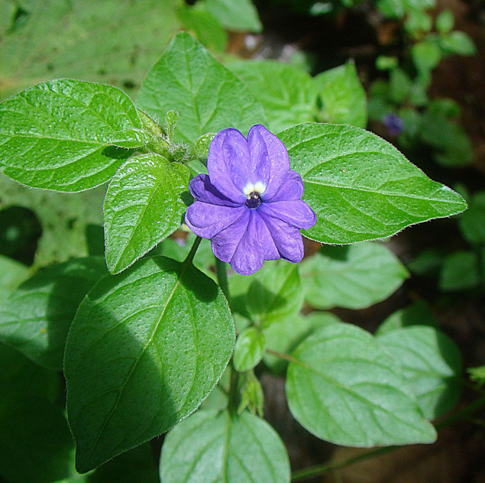 브로왈리아 - Amethyst Flower, Browallia spp.