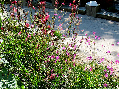 초화화 사진 - Talinum calycinum Photos