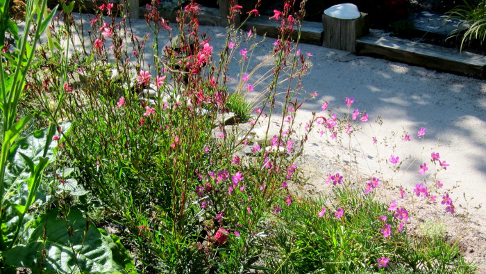 초화화 - large fameflower, Talinum calycinum