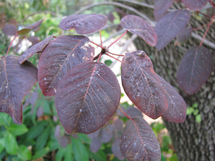 초코리프 - smoketree spurge, tropical smoke bush, Caribbean copper plant, Euphorbia cotinifolia