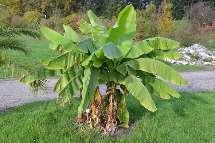 파초 - Japanese banana, Japanese fibre banana, hardy banana, Musa basjoo Siebold & Zucc.