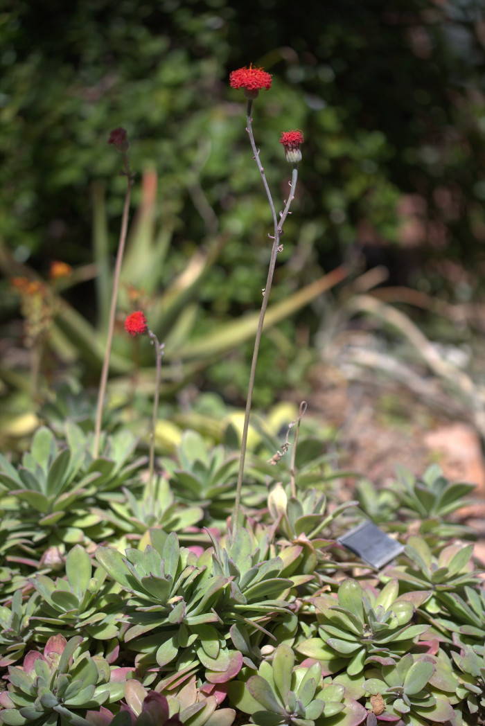 칠석정 - Senecio fulgens