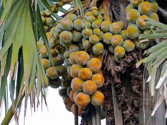 아프리카부채야자 - African fan palm, palmyra palm, deleb palm, ron palm, toddy palm, black rhun palm, Borassus aethiopum