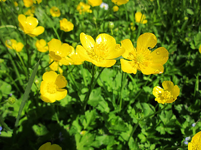 산미나리아재비 사진 - Ranunculus acris L. Photos