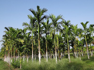 빈랑야자 사진 - Areca catechu L. Photos