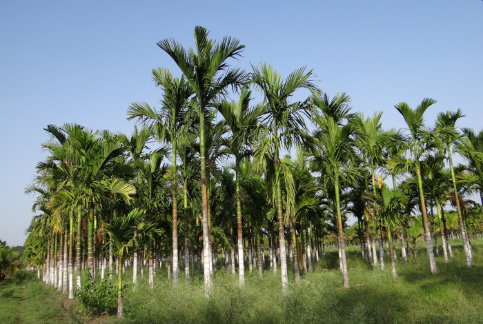 빈랑야자 - Areca palm, Areca nut palm, Betel palm, Indian nut, Pinang palm, Areca catechu L.