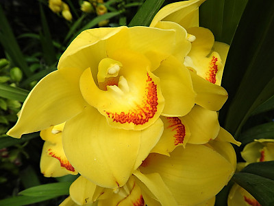 심비디움 사진 - Cymbidium spp. Photos