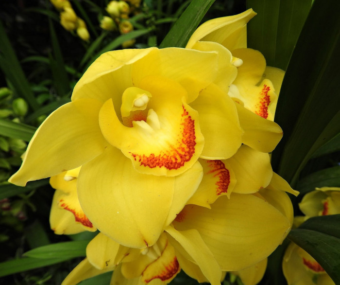심비디움 - Cymbidium spp.