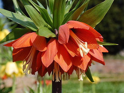 프리틸라리아 사진 - Fritillaria imperialis Photos