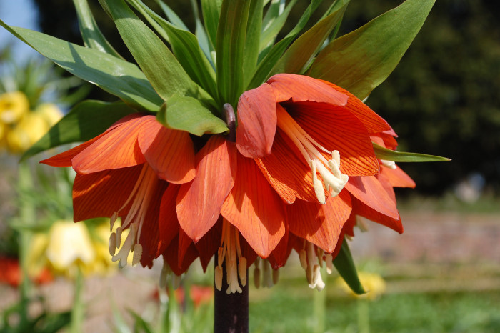 프리틸라리아 - Crown Imperial, Fritillaria imperialis