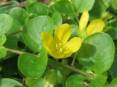 옐로우체인 사진 - Lysimachia nummularia L. Photos