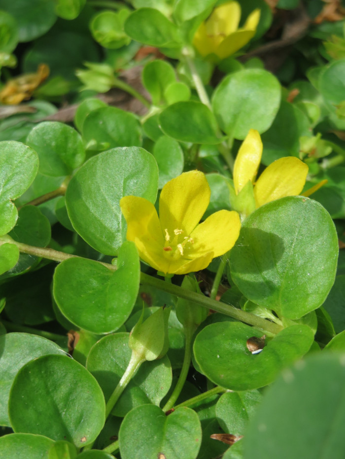 옐로우체인 - Creeping jenny, Lysimachia nummularia L.