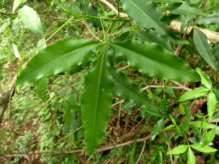 베리스 라네솔레타 - White ironwood, Vepris lanceolata